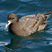 White-chinned Petrel